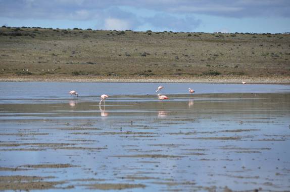 Flamingos em um lago na Terra do Fogo chilena